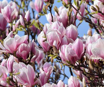 Best magnolia trees: 8 types to add to your yard | Homes & Gardens