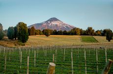 De Martino's Pucon vineyard - Chilean wine industry