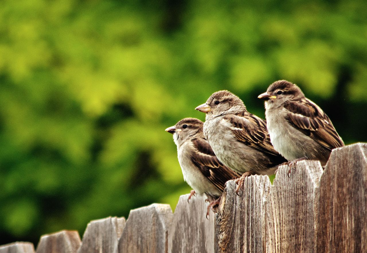 Three house sparrows perching on fence