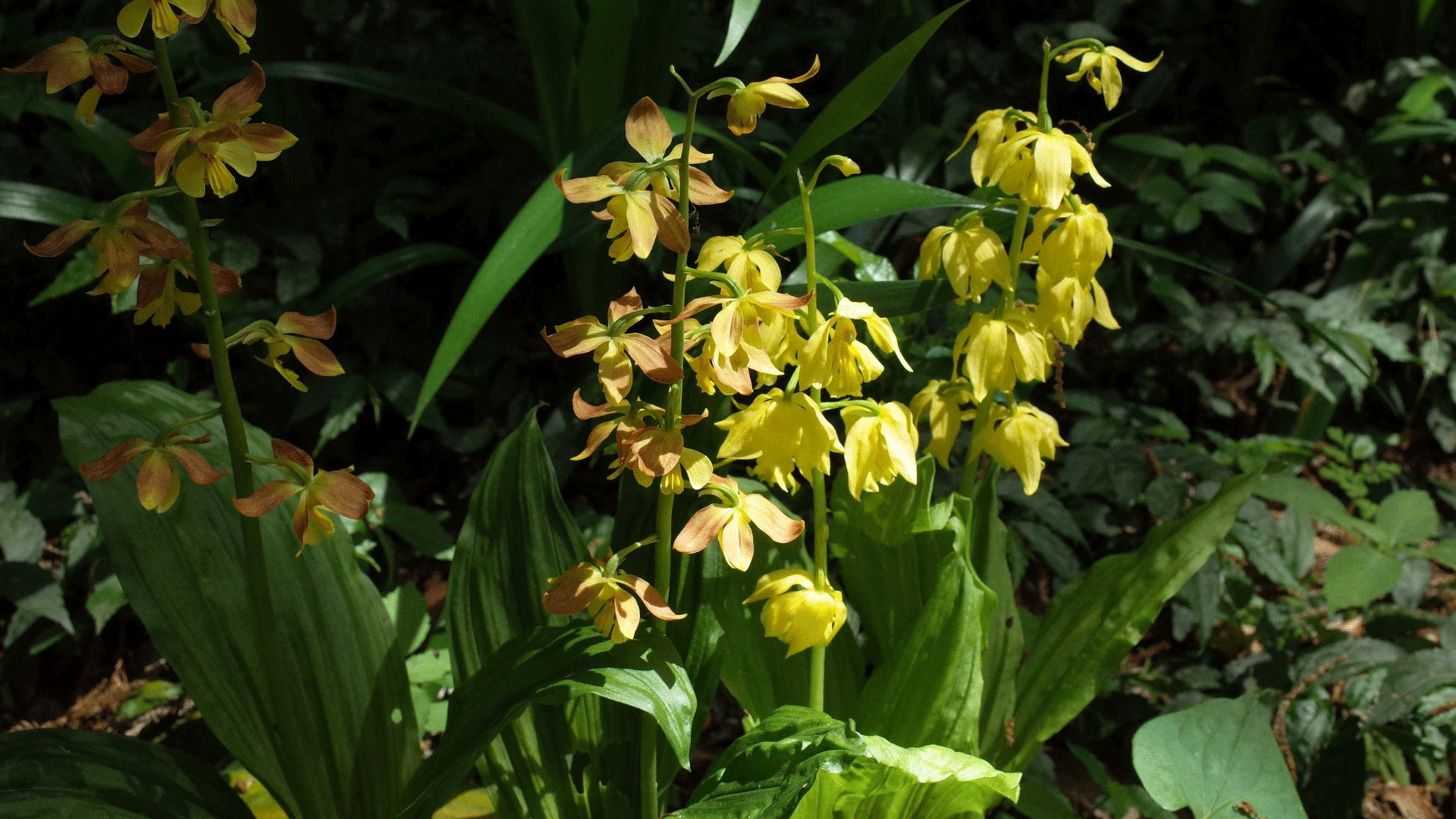 Yellow orchid in garden