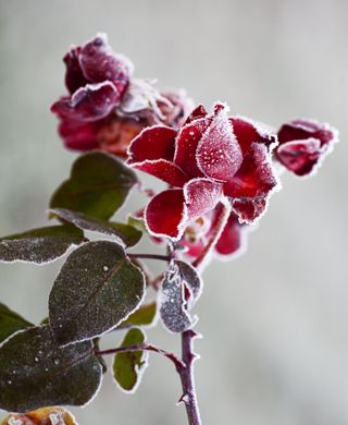 Red roses covered with hoarfrost