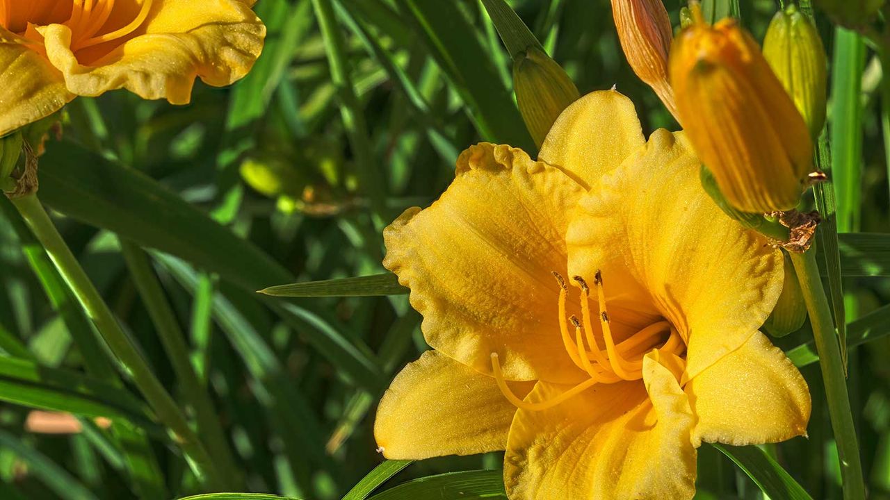 stella d&#039;oro daylily flower