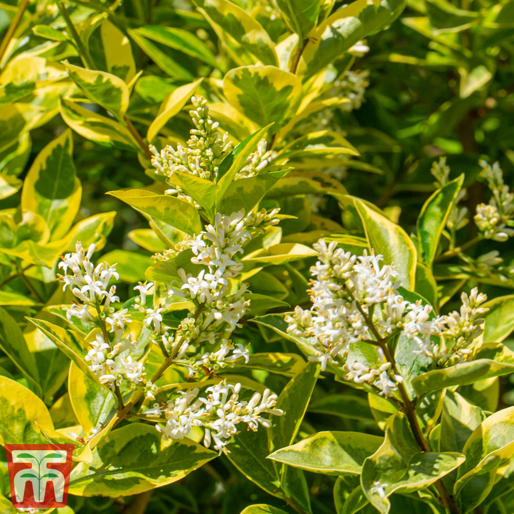 Ligustrum Ovalifolium 'aureum' (hedging)