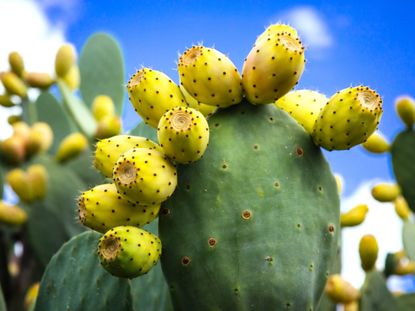 Prickly Pear Cactus