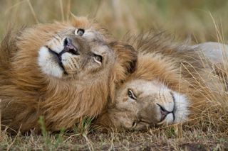 lion's of masai mara