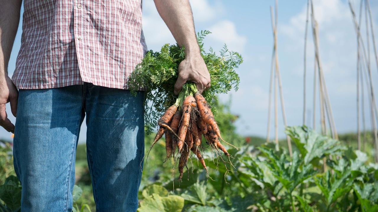 Man holding a bunch of carrots