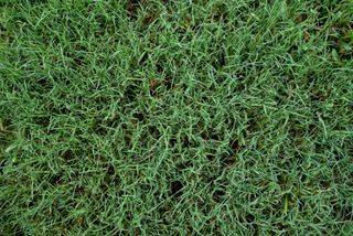 close up of southern lawn with Bermuda grass