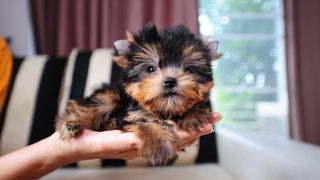 A yorkie teacup puppy on someone's hand