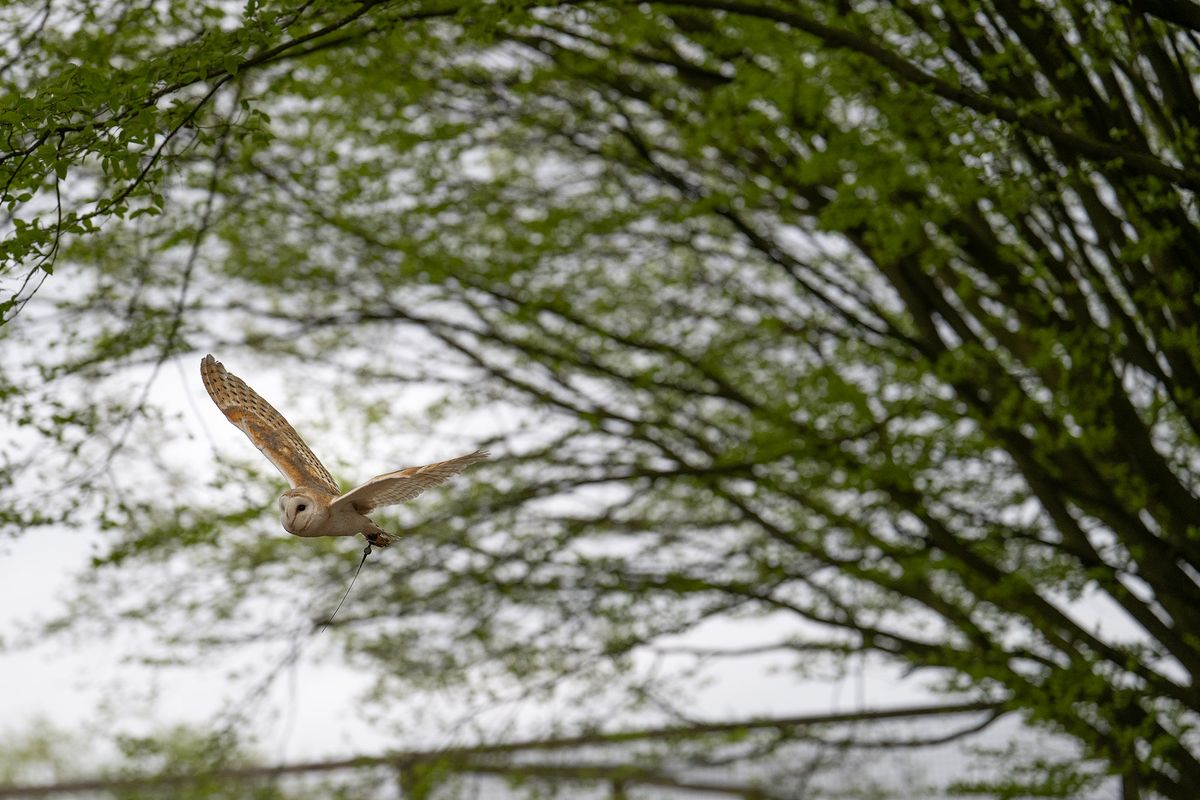 Barn owl in flight against trees