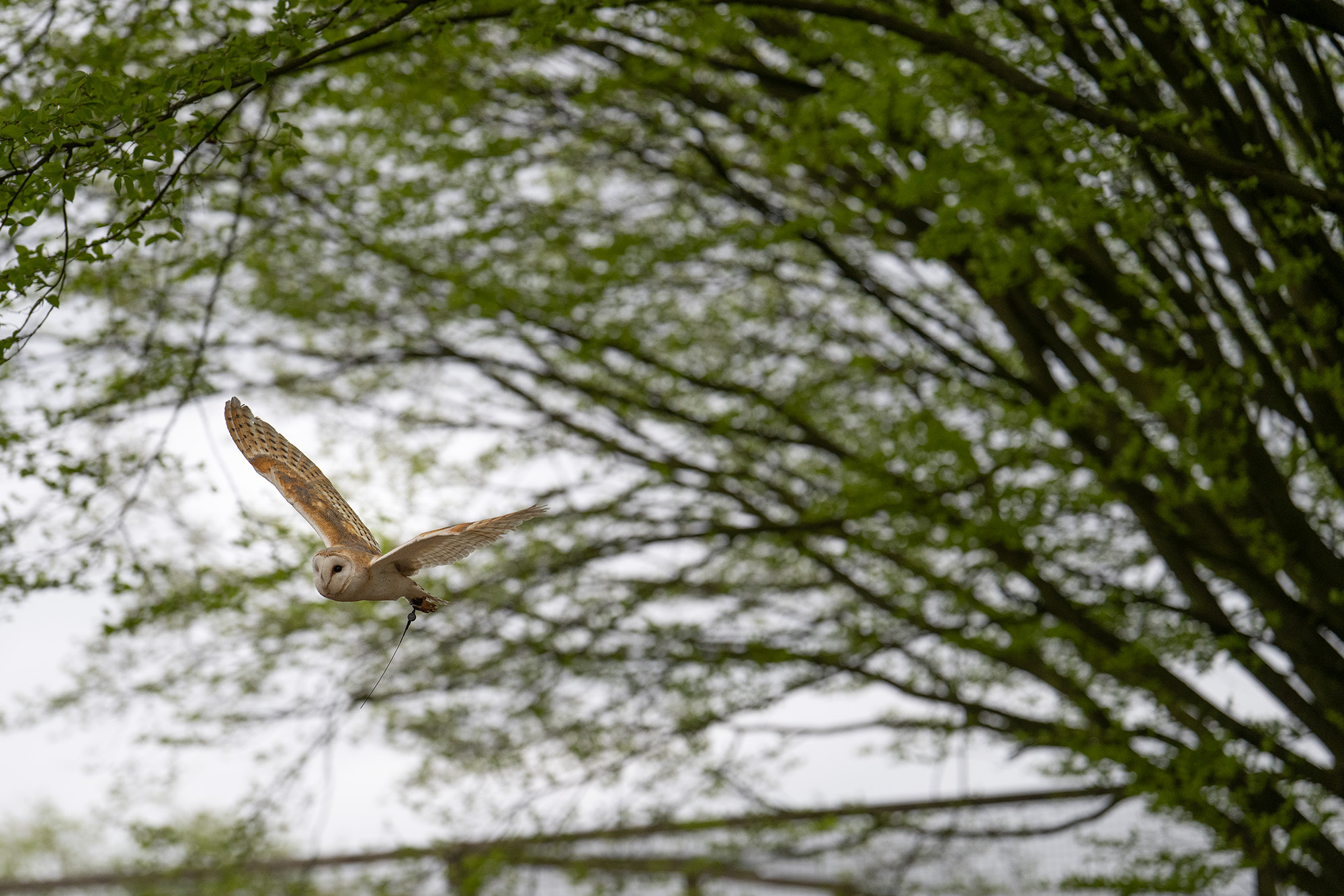 Barn owl in flight against trees 
