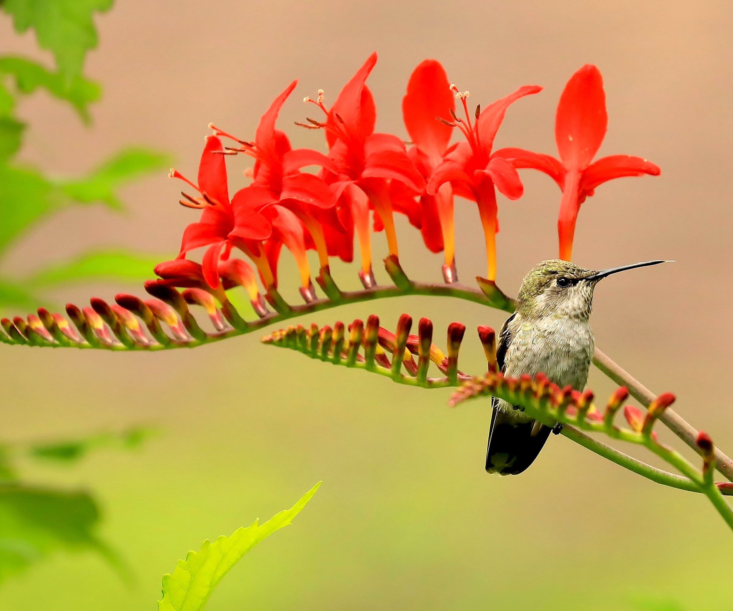 hummingbird perched on stem of crocosmia plant with red flowers in bloom