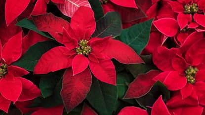 red poinsettias