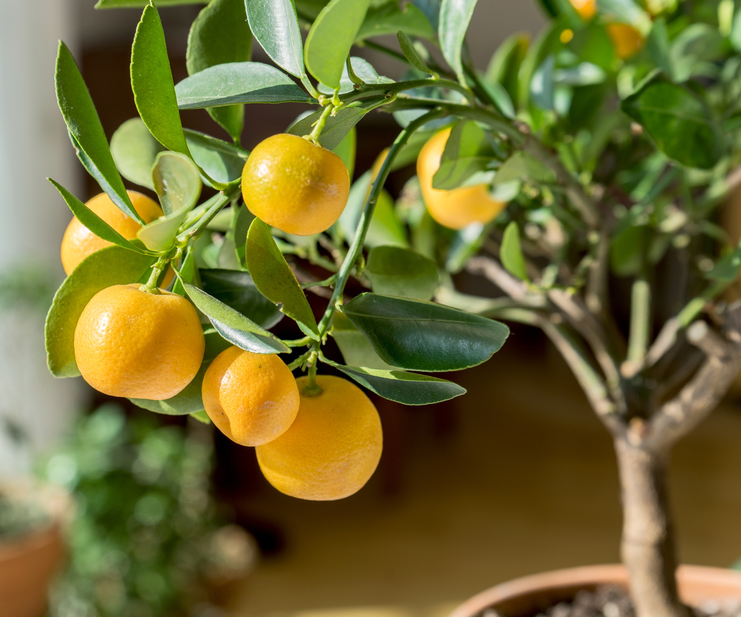 Potted orange tree indoors