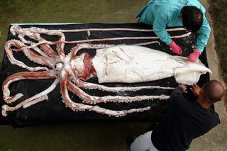 largest animals giant squid