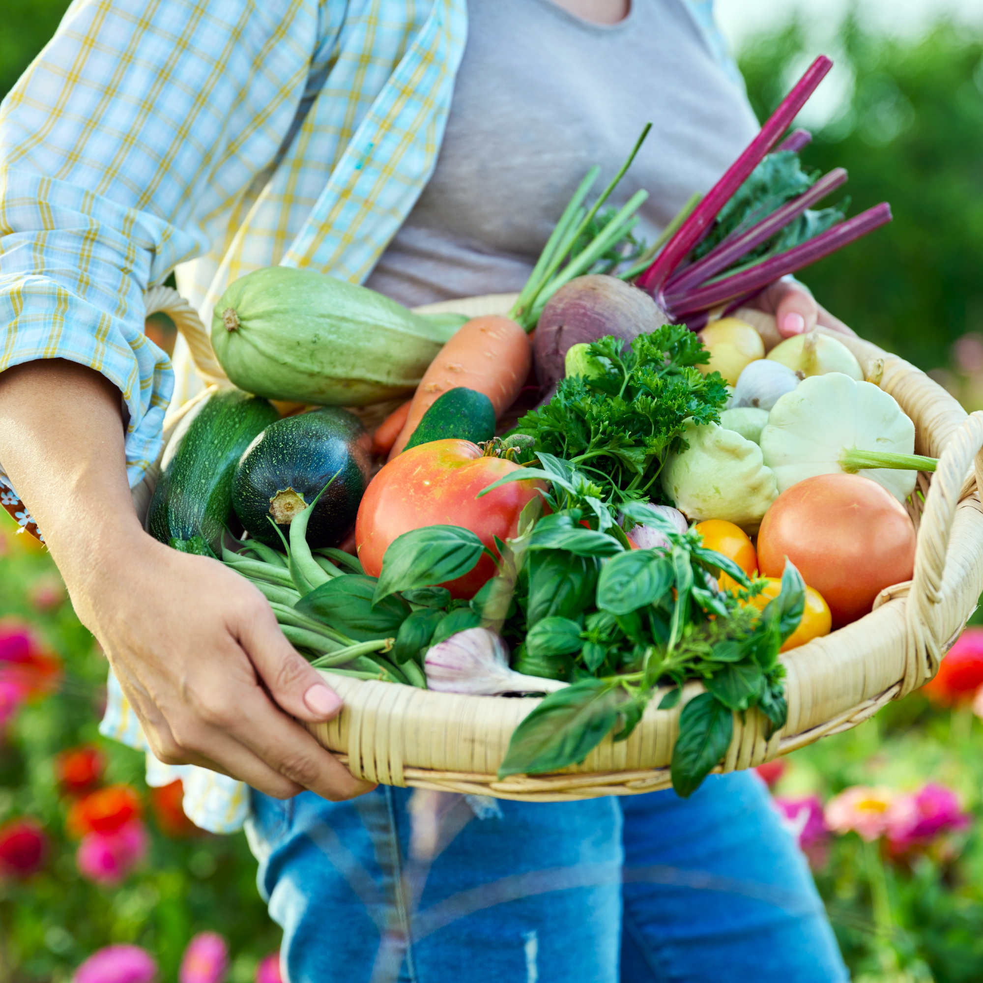 Close up basket of many different homegrown fresh organic vegetables in woman's hands