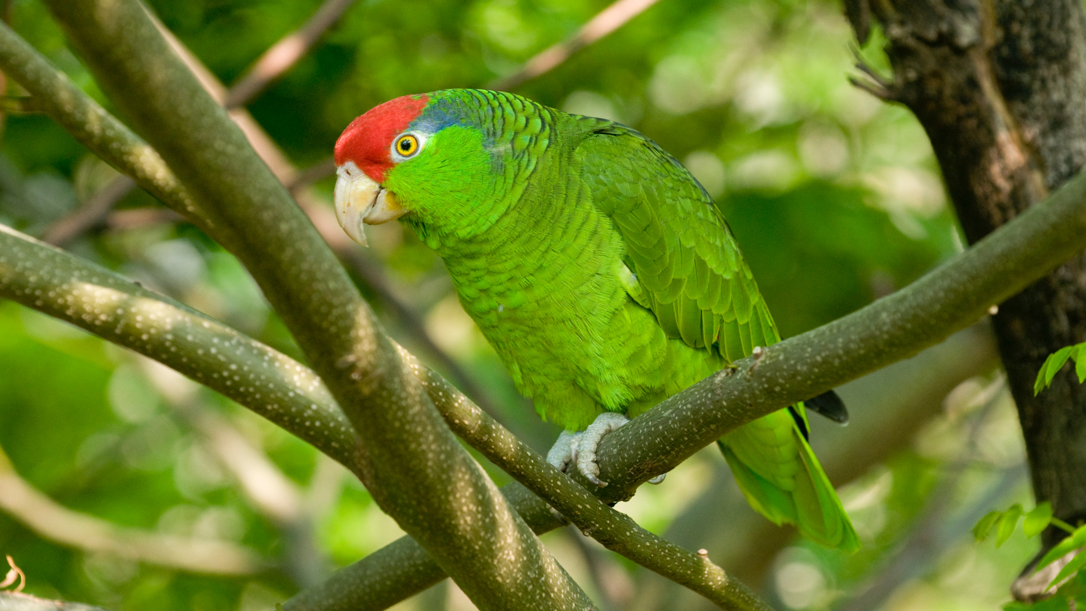 Jardine's Parrot