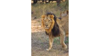 Big cats at the Gir National Park and Sanctuary in India