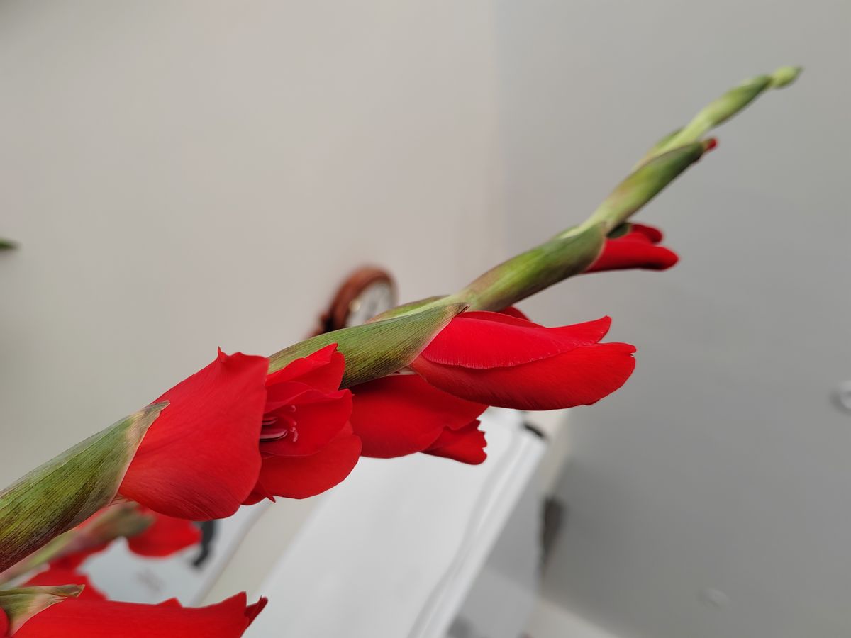 A photo taken on the Honor 70