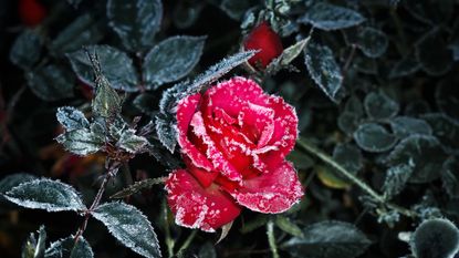 pink roses tipped with frost