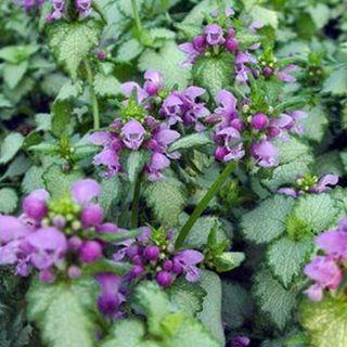 Frosted Lamium Orchid