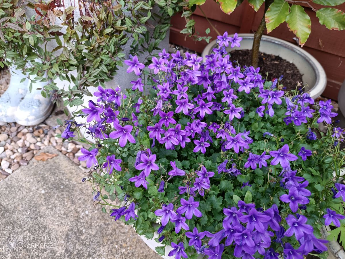 Ulefone Armor 22 Example images