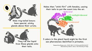 A research team led by the University of Tokyo analyzed the odors that male ring-tailed lemurs use when "stink flirting" with females.