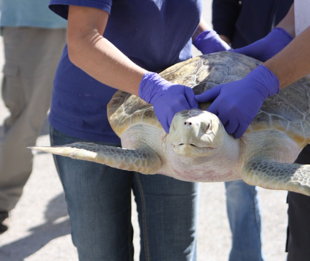 Johnny Vasco de Gama, a stranded sea turtle, makes an incredible journey home.