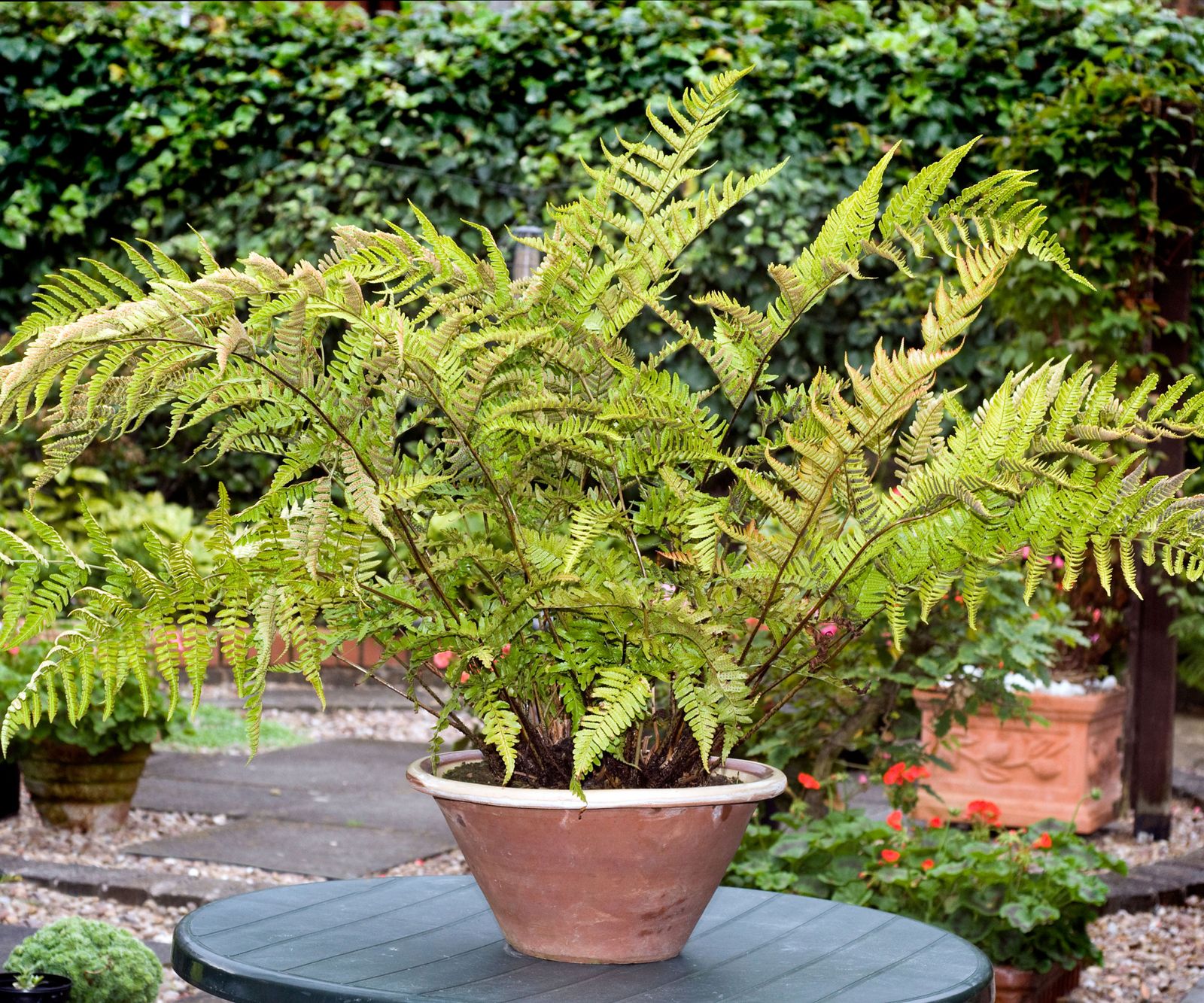 Best container plants for shade: 8 options for dark spots | Homes & Gardens