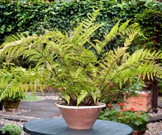 fern planted up in container in garden