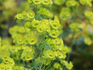 Euphorbia amygdaloides var. robbiae