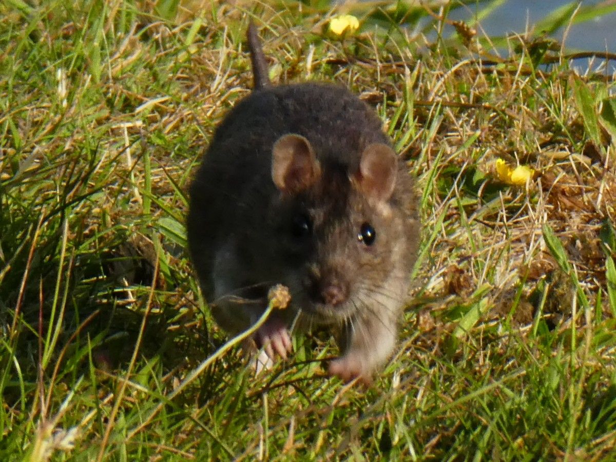 ‘cannibal’ Rats On The March In Britain 