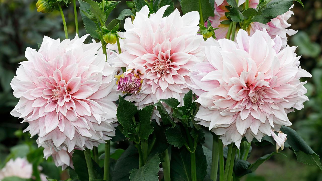 types of dahlias - dahlia &#039;Cafe Au Lait&#039;