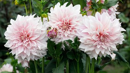 purple and white dahlia varieties