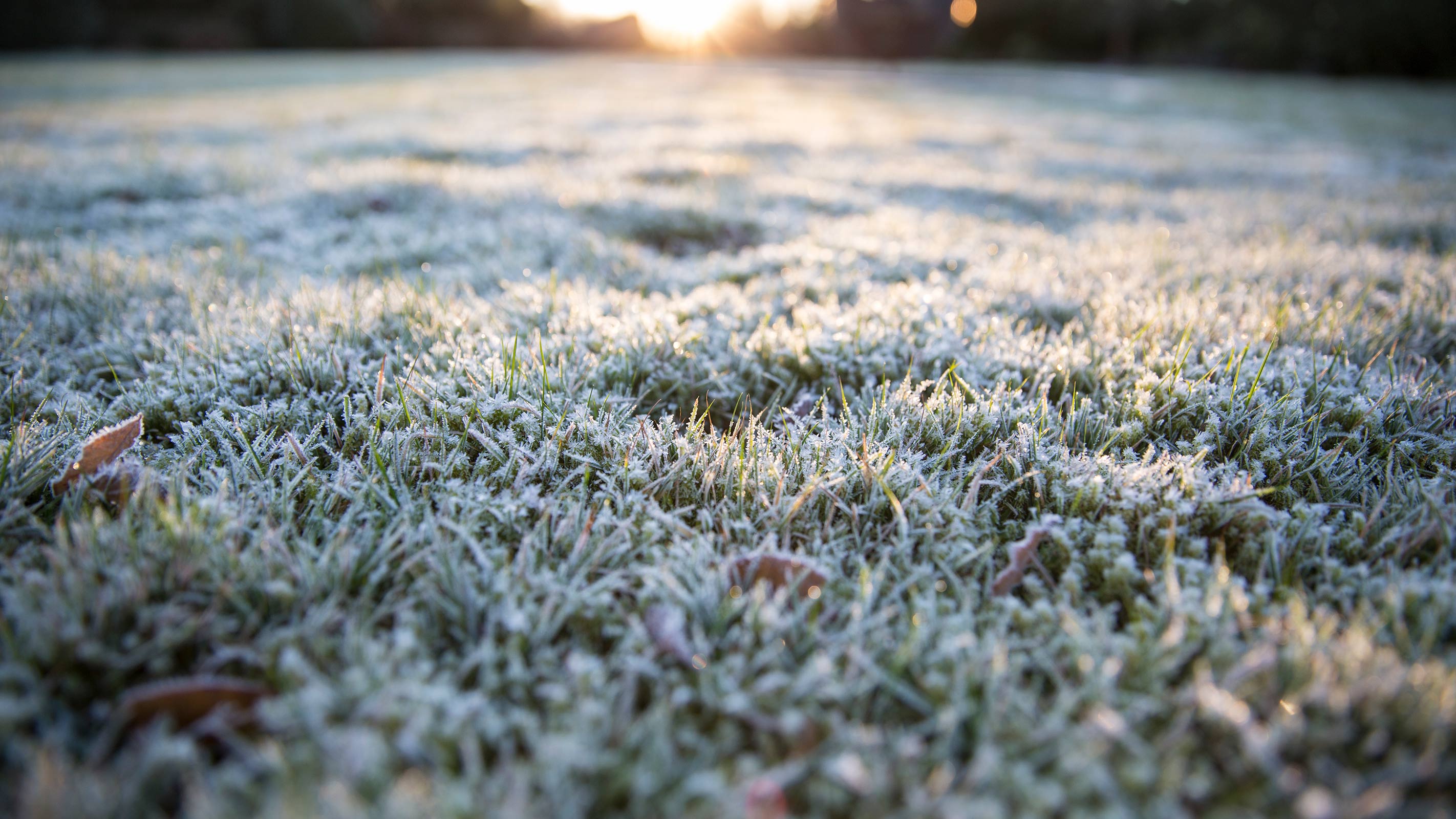 When to cut grass in winter — and when to leave well alone Homebuilding
