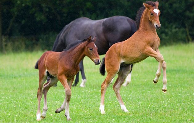 foals