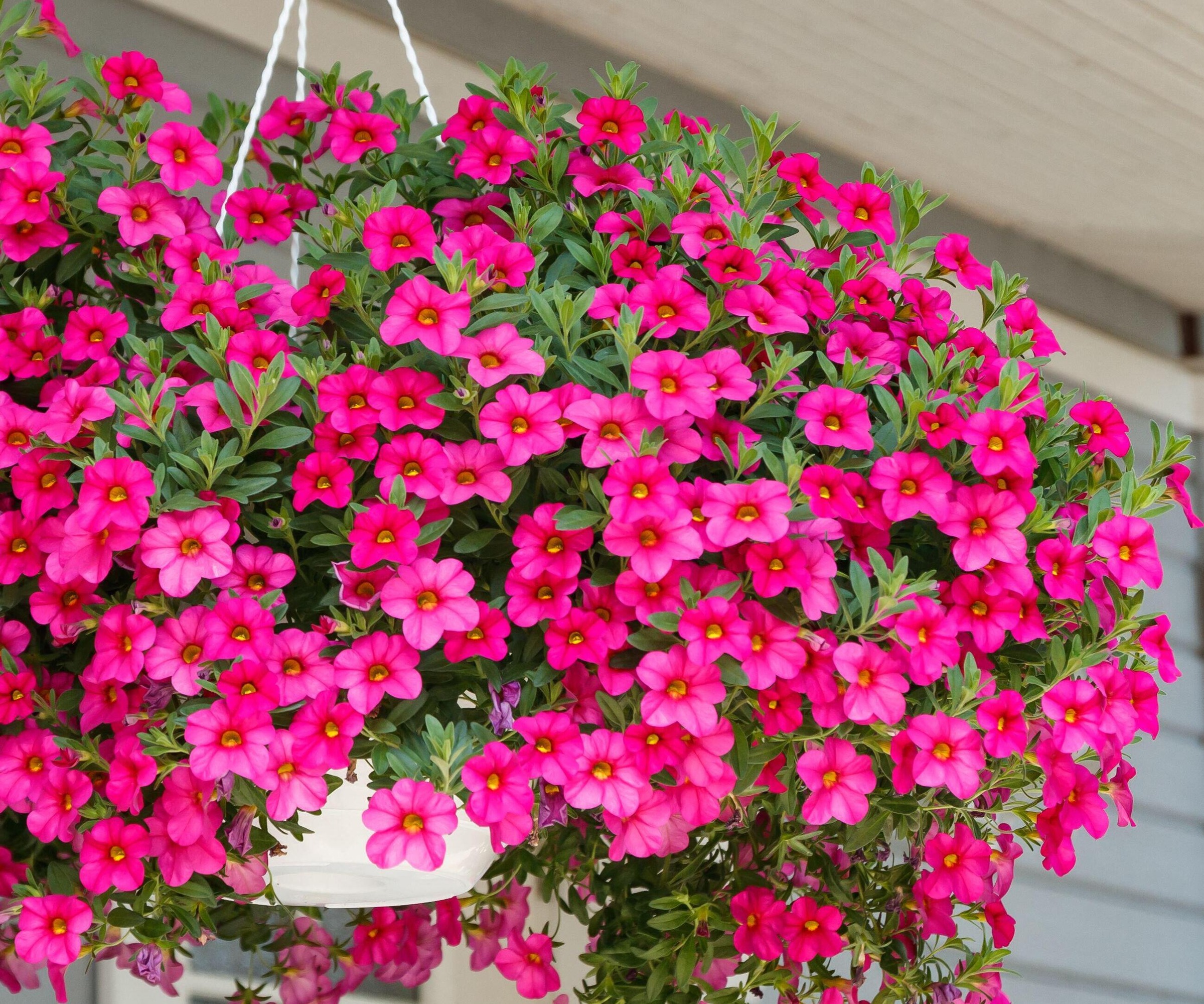 hanging basket filled with bright pink Million Bells