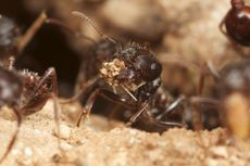 Ants and sand
