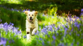 Dog running in a lavender field