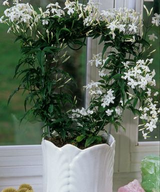 jasmine houseplant