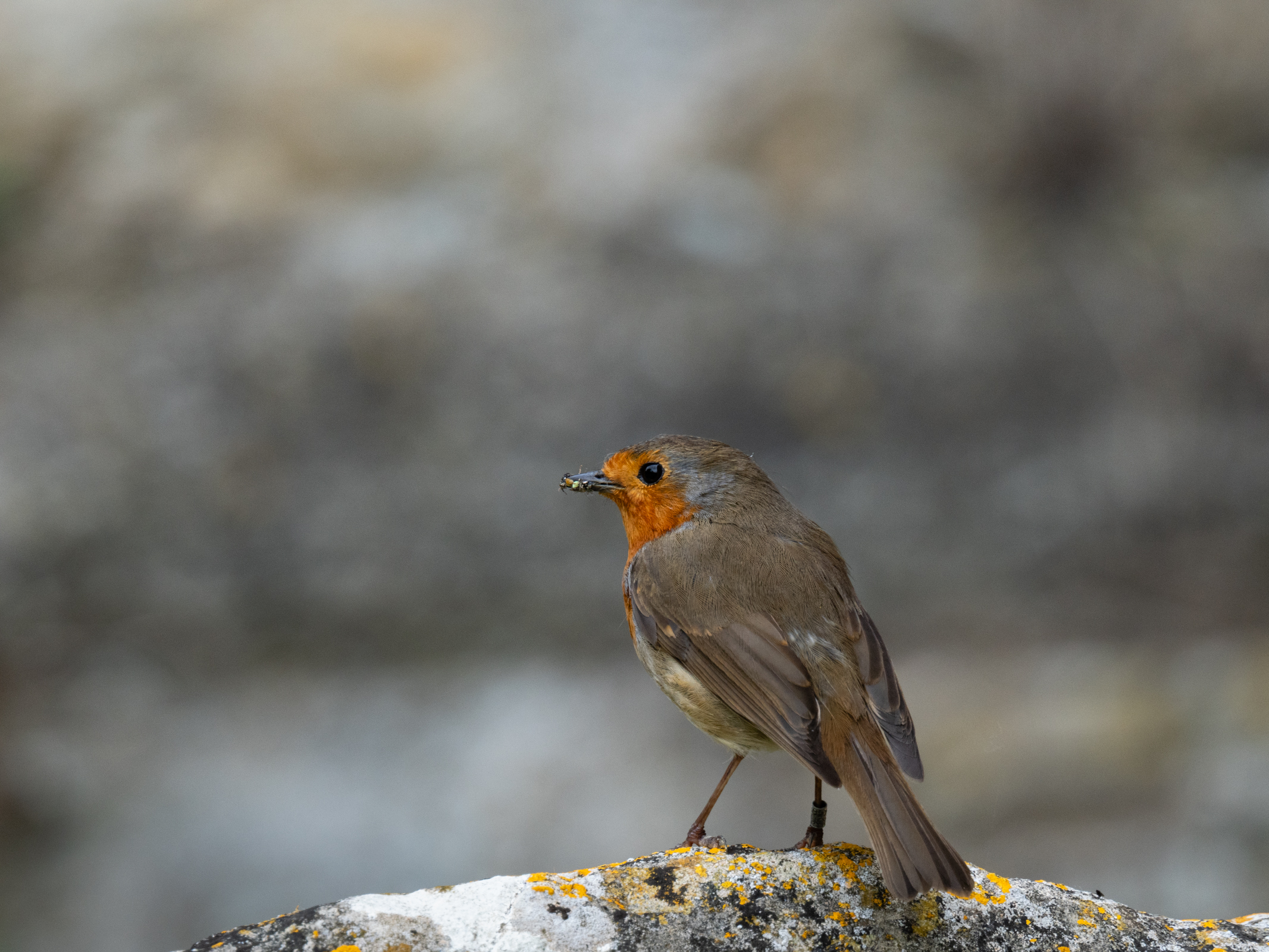 Photo of a robin taken with the OM System M.Zuiko Digital 150-600mm F5.0-6.3 IS