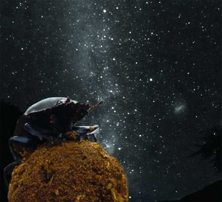 dung beetle with milky way glow in background