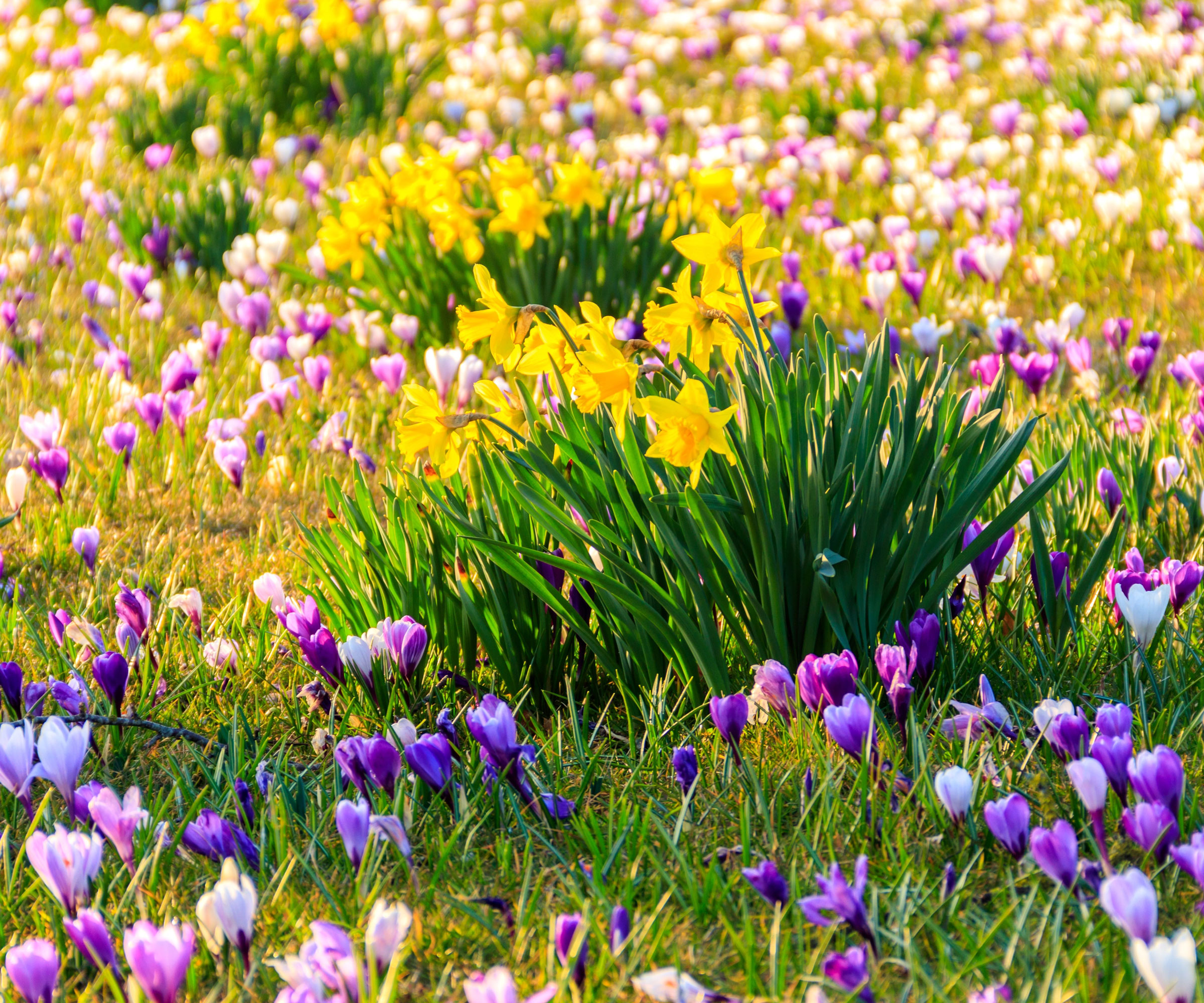 crocus and daffodil display on garden lawn