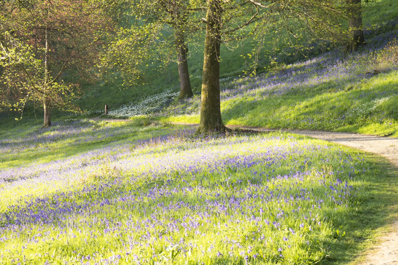 Blubell woodland at first light, taken with the Canon EOS R100