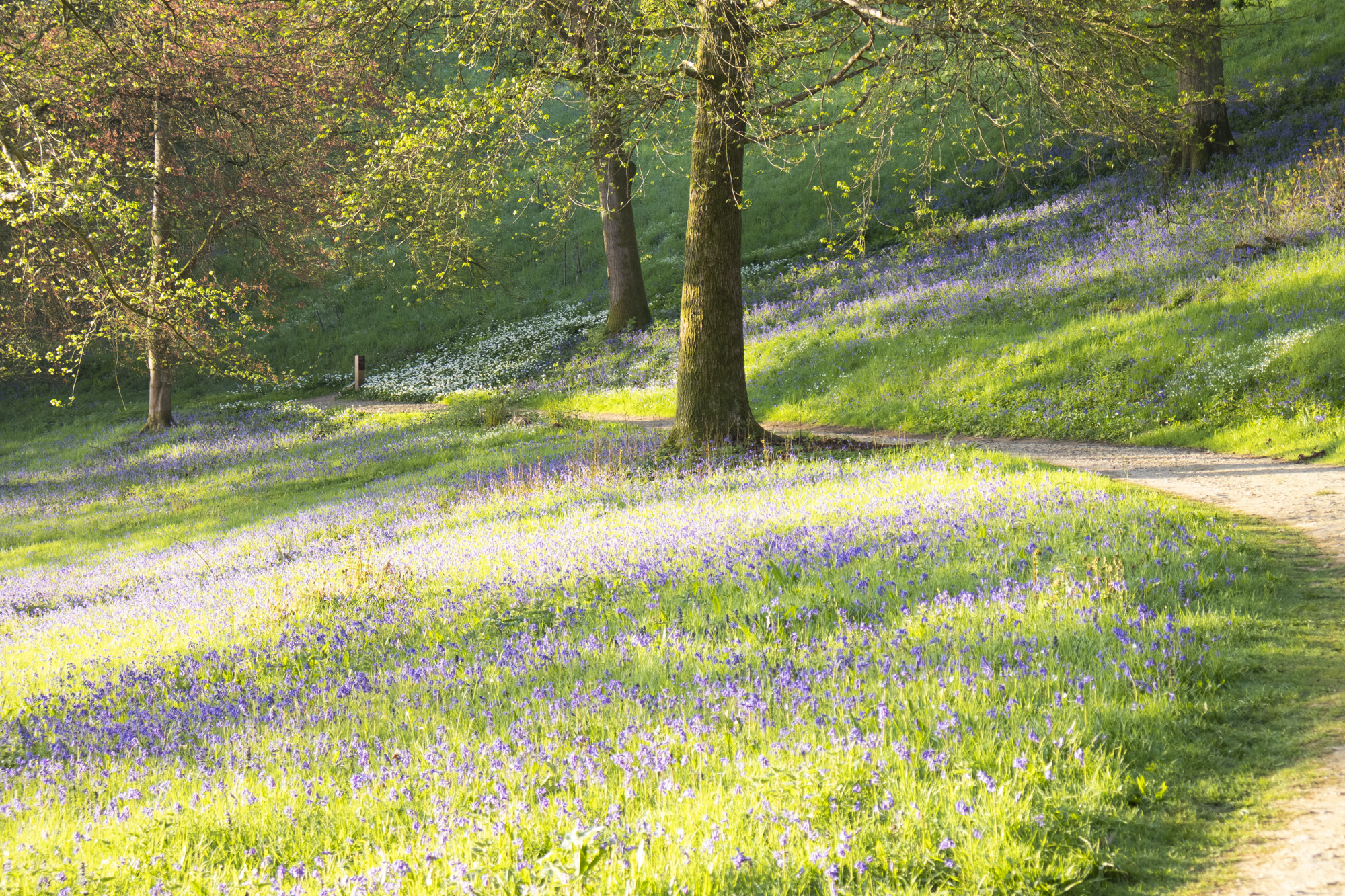 Blubell woodland at first light, taken with the Canon EOS R100