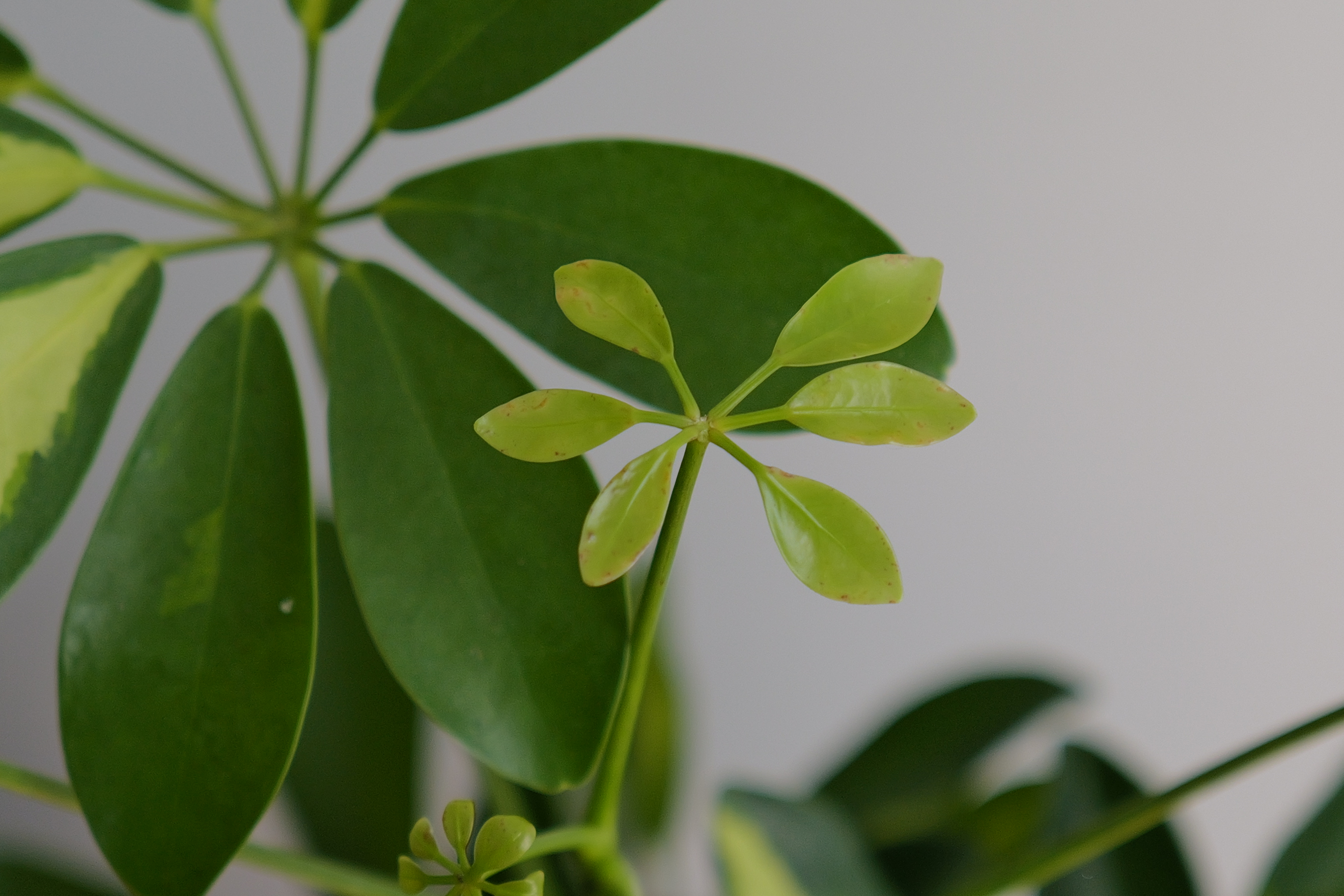 A photo of a plant taken on a Leica Q3 43 camera