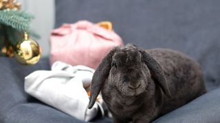 Cashmere lop rabbit