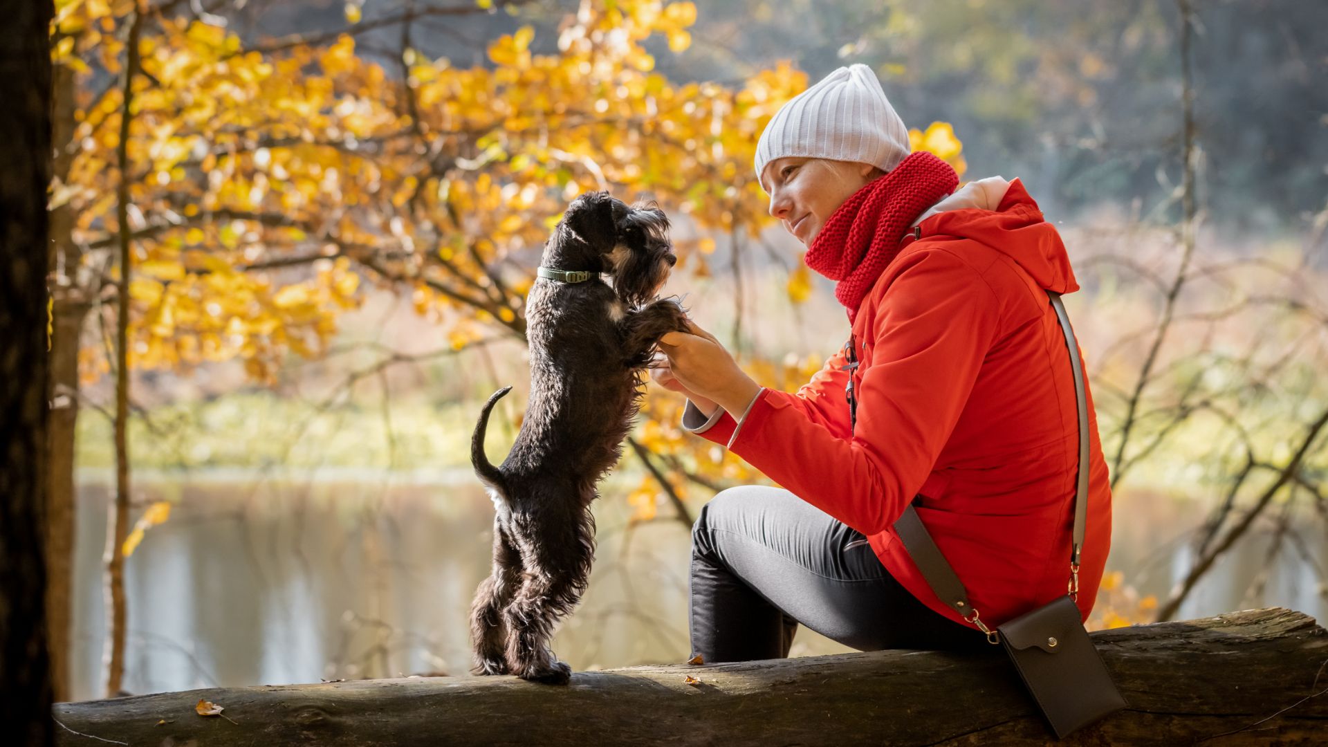 woman on forest walk with her mini schnauzer
