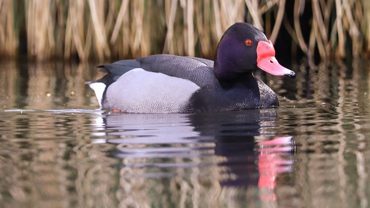 Wildlife photography shot with the Canon EOS R1 and EOS 1DX Mark III cameras
