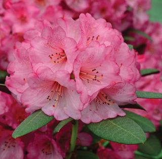 Evergreen Rhododendron wine and roses hybrid