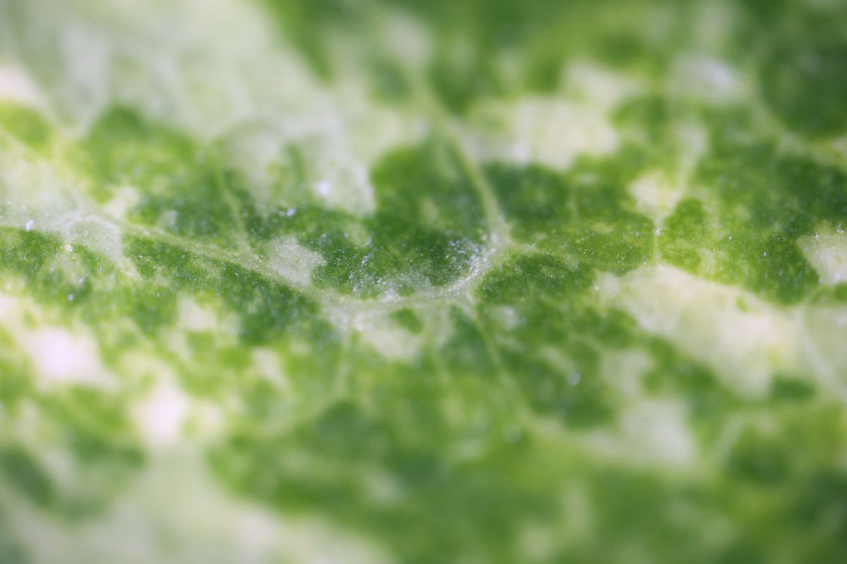 Laowa Aksen 5-10x Ultra Macro APO sample image